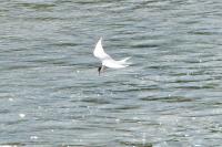Sterna hirundo