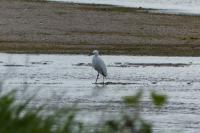 Egretta garzetta