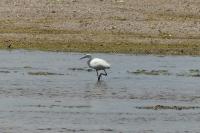 Egretta garzetta