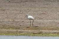 Egretta garzetta