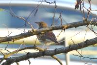 Turdus philomelos