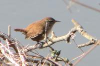 Troglodytes troglodytes