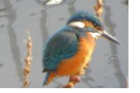 Alcedo atthis