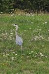 Ardea cinerea