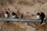 Hirundo rustica