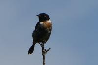 Saxicola rubicola