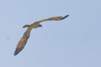 Pandion haliaetus