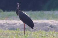 Ciconia nigra