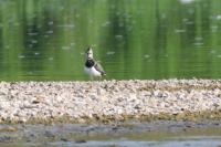 Vanellus vanellus