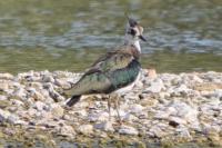 Vanellus vanellus