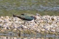 Vanellus vanellus