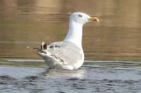 Larus michahellis