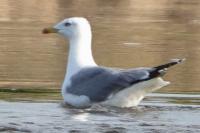 Larus michahellis