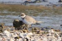 Charadrius dubius