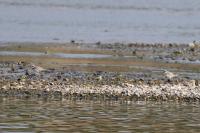 Charadrius dubius