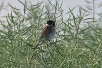 Emberiza schoeniclus