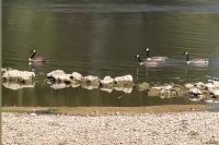 Branta canadensis