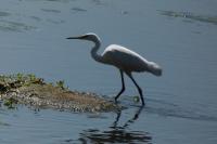 Egretta garzetta