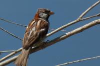 Passer domesticus