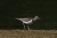 Actitis hypoleucos