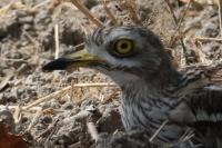 Burhinus oedicnemus