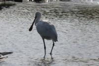 Platalea leucorodia