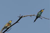 Merops apiaster