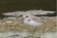 Charadrius alexandrinus