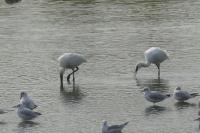 Platalea leucorodia