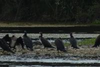 Phalacrocorax carbo