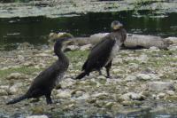 Phalacrocorax carbo