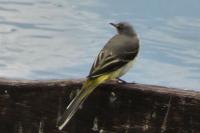Motacilla cinerea