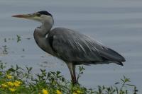 Ardea cinerea