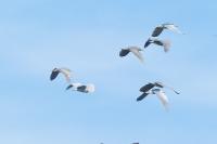 Nycticorax nycticorax
