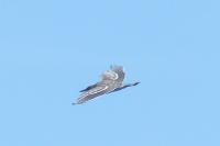 Nycticorax nycticorax