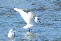 Platalea leucorodia