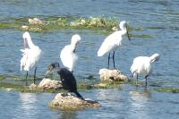 Platalea leucorodia