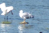 Larus michahellis