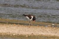 Haematopus ostralegus