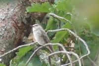 Muscicapa striata