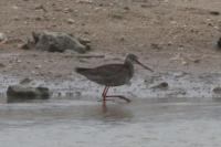 Tringa erythropus