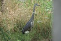 Ardea cinerea