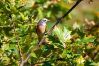 Phoenicurus phoenicurus