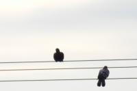 Columba livia