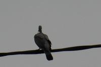 Columba palumbus