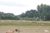 Bubulcus ibis
