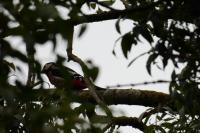 Dendrocopos major