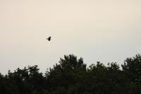 Corvus corone