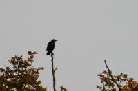 Sturnus vulgaris