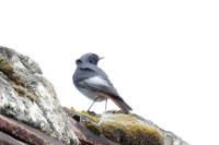 Phoenicurus ochruros